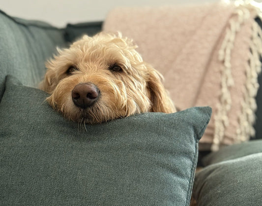 Pet-Friendly Sofas: Choosing Fabrics That Last